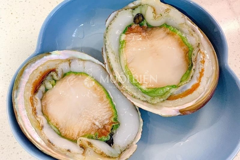 giá bào ngư Úc viền xanh bào ngư Úc viền xanh