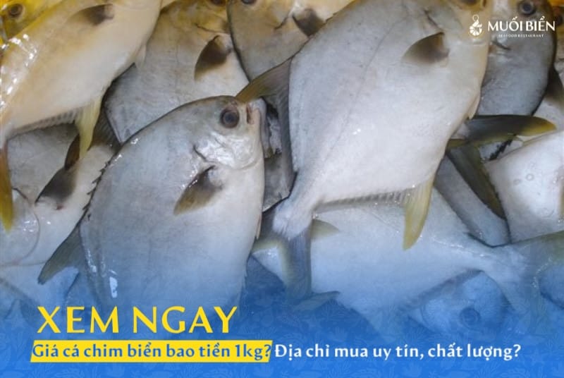 Giá cá chim biển bao nhiêu 1kg? Mua ở đâu uy tín chất lượng?