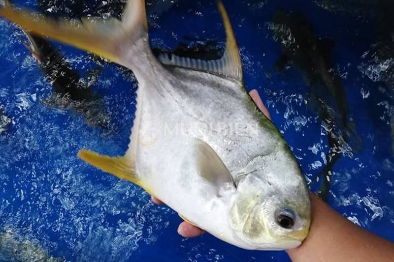 bầu ăn cá chim được không