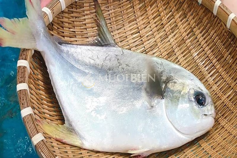 bầu ăn cá chim được không