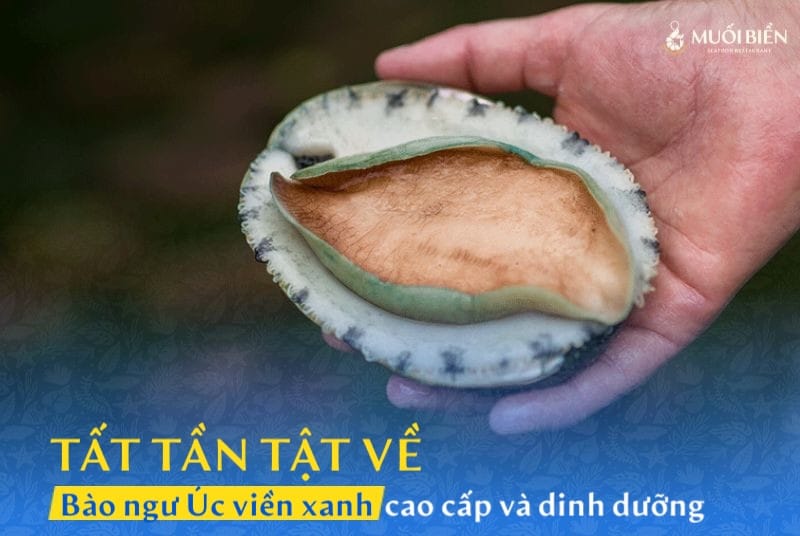 Tất tần tật về Bào ngư Úc viền xanh cao cấp và bổ dưỡng