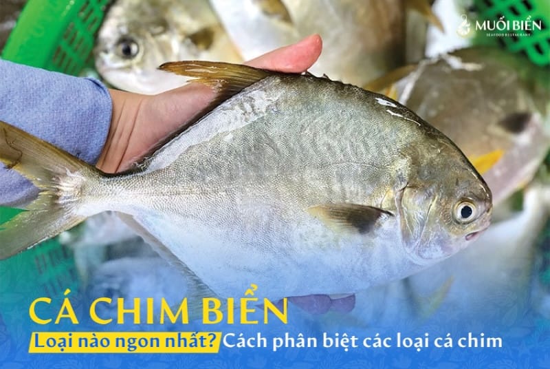 Cá chim biển loại nào ngon nhất? Cách phân biệt các loại cá chim