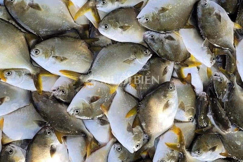Cá chim biển loại nào ngon nhất Cá chim biển loại nào ngon nhất