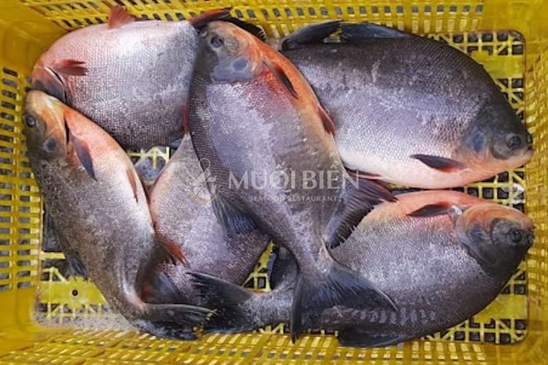 cá chim nước ngọt cá chim nước ngọt bao nhiêu tiền 1kg