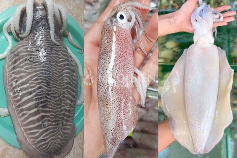 các loại mực biển