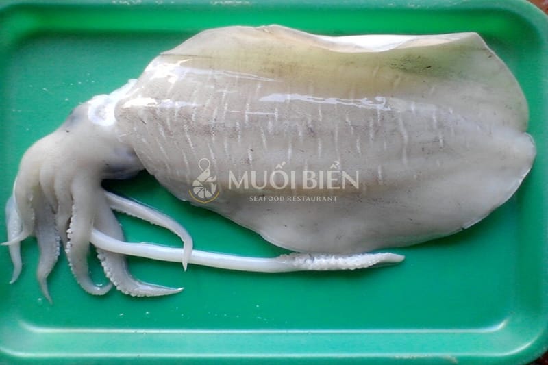 các loại mực biển