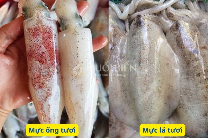 cách chọn mực lá và mực ống tươi ngon mực lá và mực ống