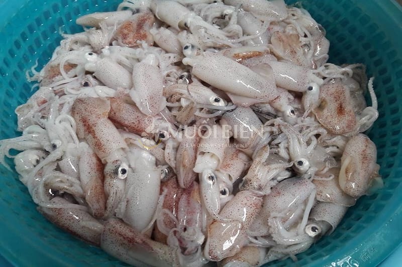 các loại mực biển