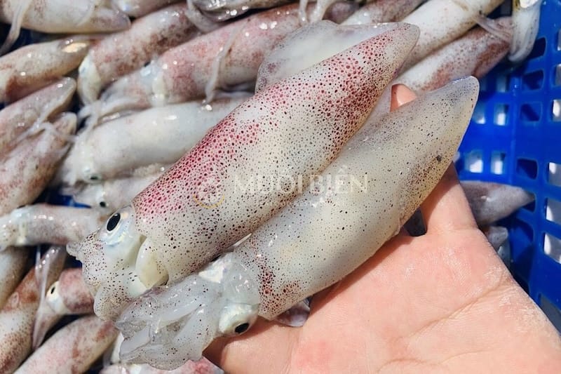 các loại mực biển