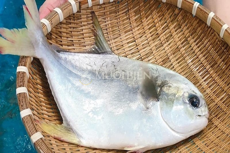 Cách chọn và bảo quản cá chim tươi ngon cá chim biển loại nào ngon nhất