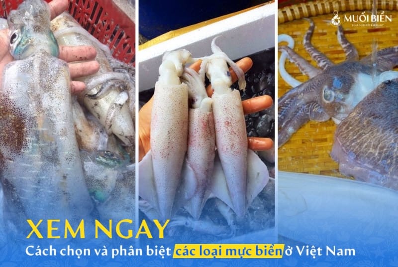 Cách chọn và phân biệt các loại mực biển phổ biến ở Việt Nam