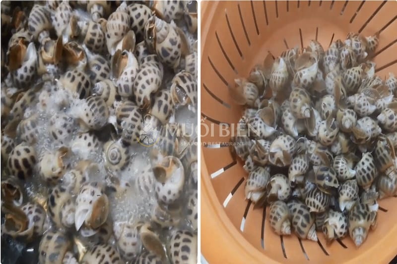 cách luộc ốc hương ốc hương xào sả ớt