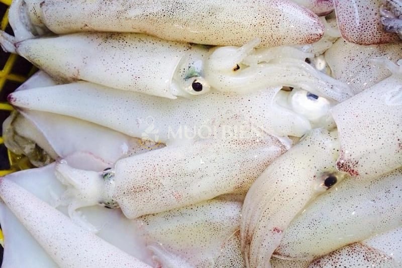 các loại mực biển
