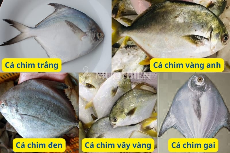 phân biệt các loại cá chim biển cá chim biển loại nào ngon nhất