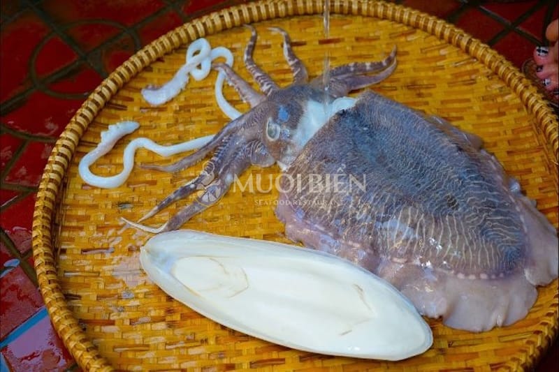 các loại mực biển