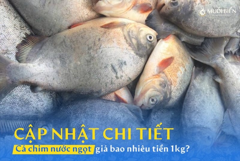 Cập nhật chi tiết giá cá chim nước ngọt bao nhiêu tiền 1kg