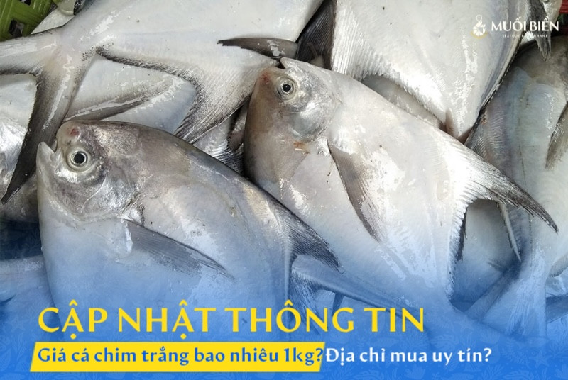 Cập nhật chi tiết thông tin giá cá chim trắng bao nhiêu 1kg?
