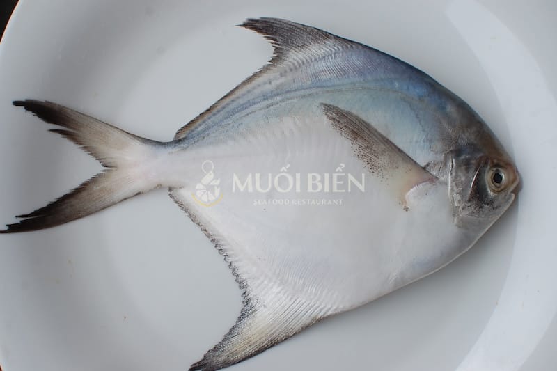 đặc điểm cá chim trắng biển giá cá chim trắng