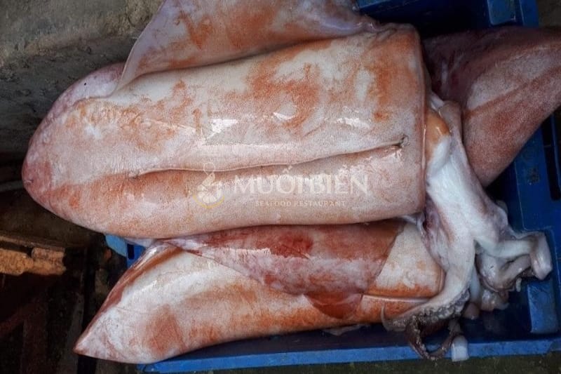 các loại mực biển