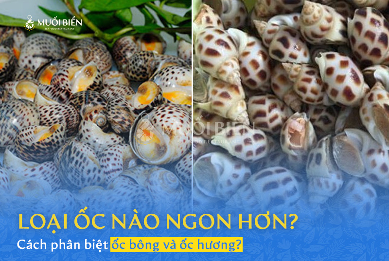 Cách phân biệt ốc bông và ốc hương? Loại ốc nào ngon hơn?