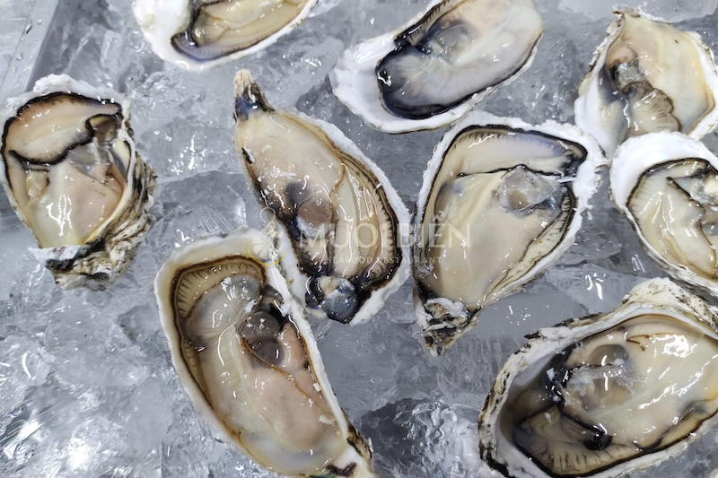 Các loại hàu nhập khẩu được ưa chuộng