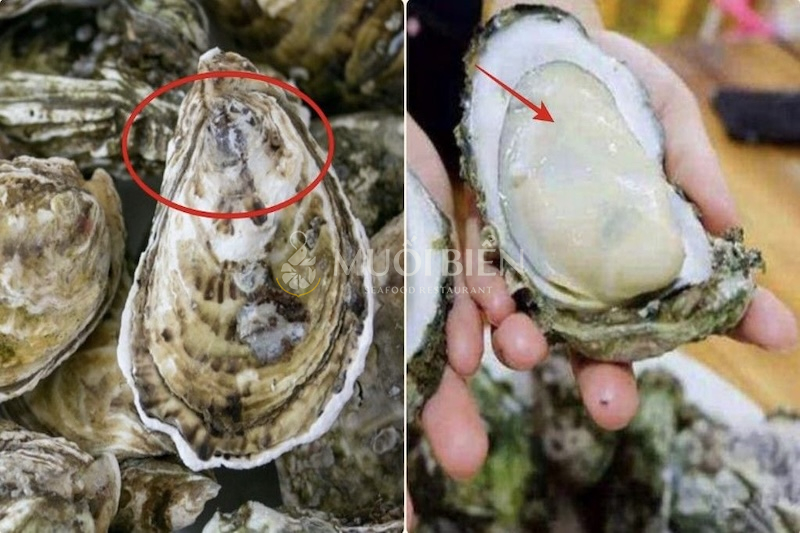 Cách chọn hàu tươi ngon