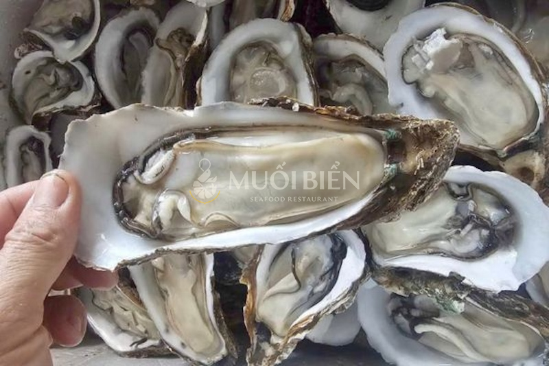 Hàu đá mặn và ít béo hơn hàu sữa