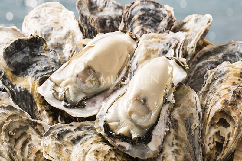 Hàu sữa béo ngậy và hàm lượng dinh dưỡng dồi dào