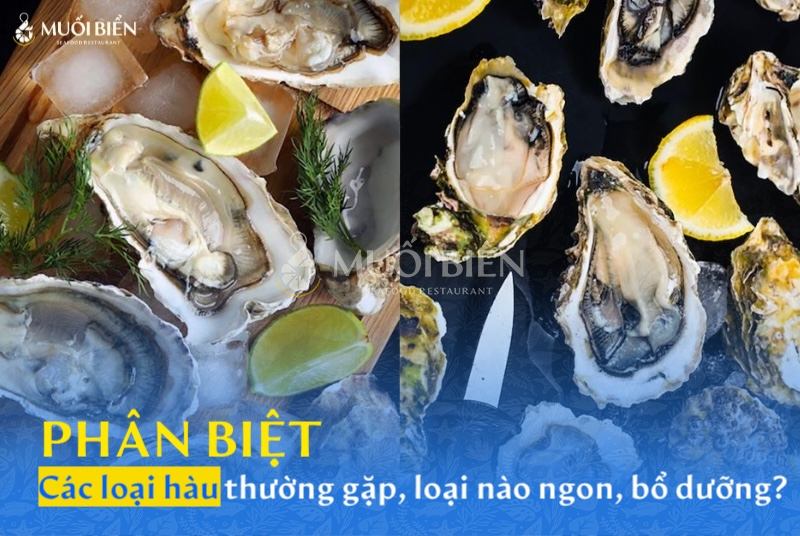 Phân biệt các loại hàu thường gặp, loại nào ngon, bổ dưỡng nhất