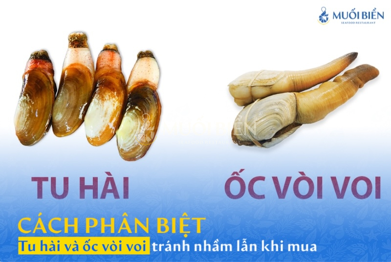 Cách phân biệt tu hài và ốc vòi voi tránh nhầm lẫn khi mua