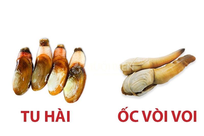 Cách phân biệt tu hài và ốc vòi voi