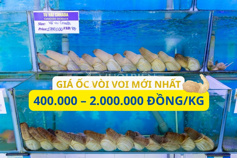 Cập nhật bảng giá ốc vòi voi mới nhất