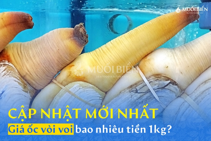 Giá ốc vòi voi bao nhiêu tiền 1kg? Cập nhật giá mới nhất