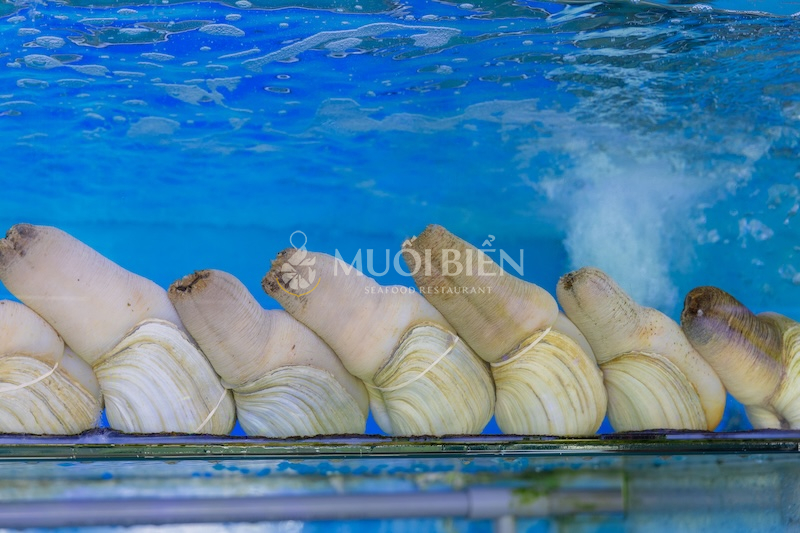 Muối Biển Seafood Restaurant - Địa chỉ mua ốc vòi voi tươi sống, chất lượng