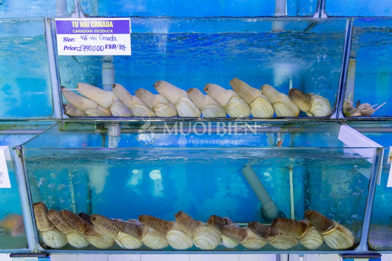 Ốc vòi voi Canada thịt chắc và giàu dinh dưỡng