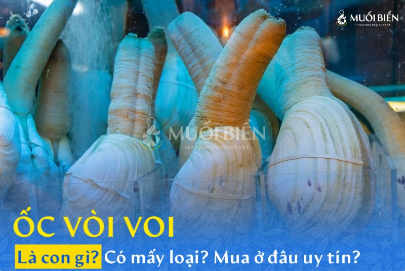 Ốc vòi voi là con gì? Có mấy loại? Mua ở đâu uy tín? 