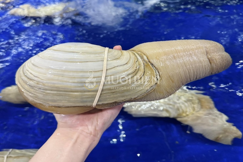 Ốc vòi voi là con gì, giá trị dinh dưỡng như thế nào