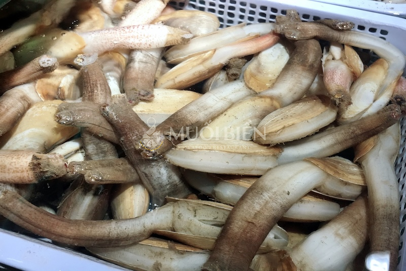 Tu hài là loại hải sản gì, có giống ốc vòi voi không