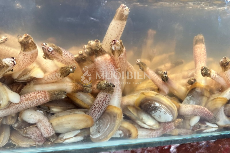 Tu hài vàng Việt Nam