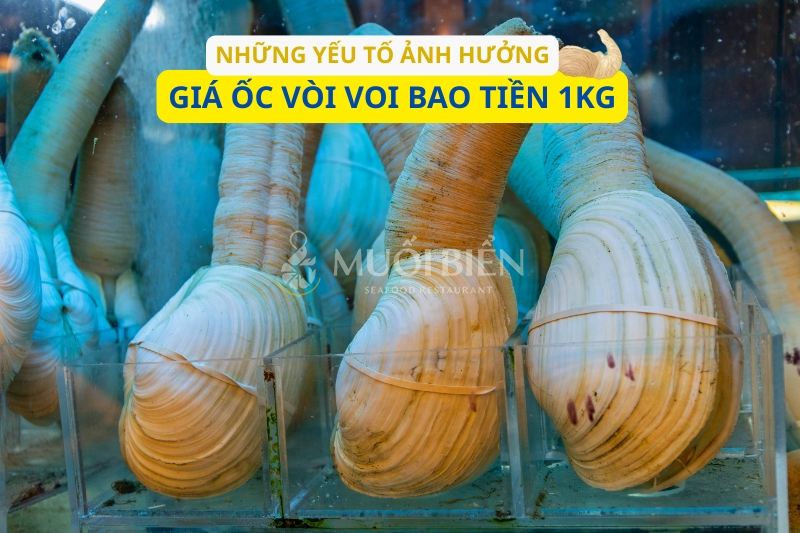 Yếu tố ảnh hưởng đến giá ốc vòi voi bao nhiêu tiền 1kg
