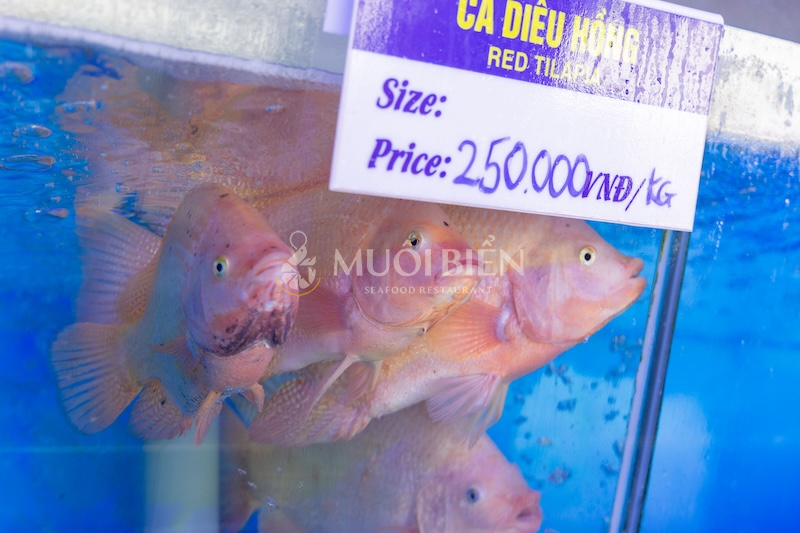 Cá diêu hồng nuôi sống tại bể hải sản Muối Biển Seafood Restaurant