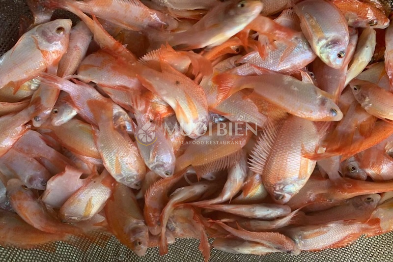 Yếu tố ảnh hưởng đến giá cá diêu hồng