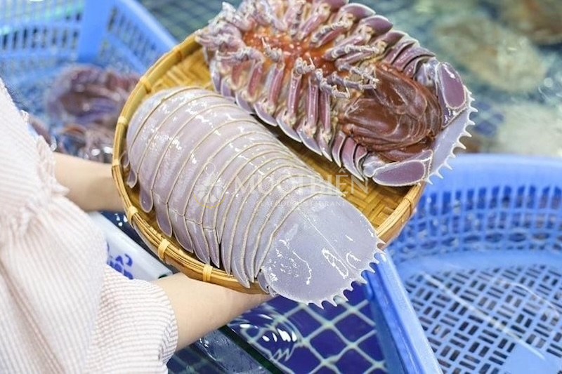 Bọ biển là con gì? Ăn được không?