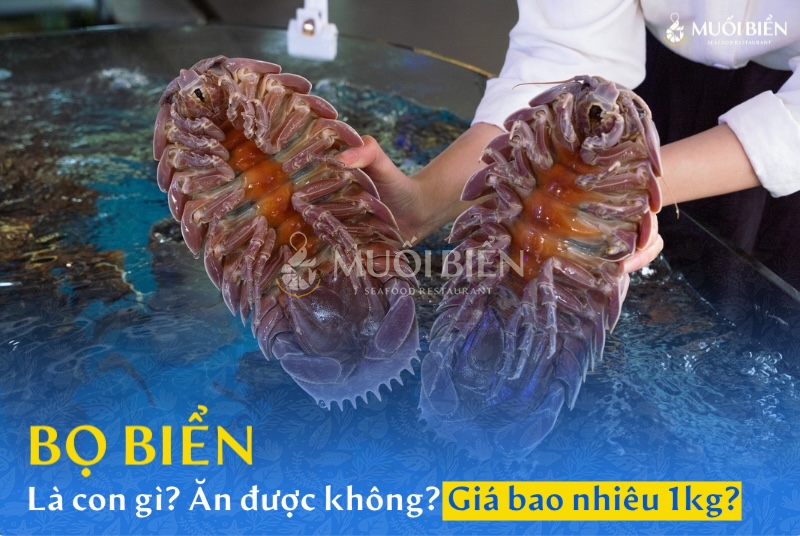 Bọ biển là con gì? Ăn được không? Giá bao nhiêu tiền 1kg?