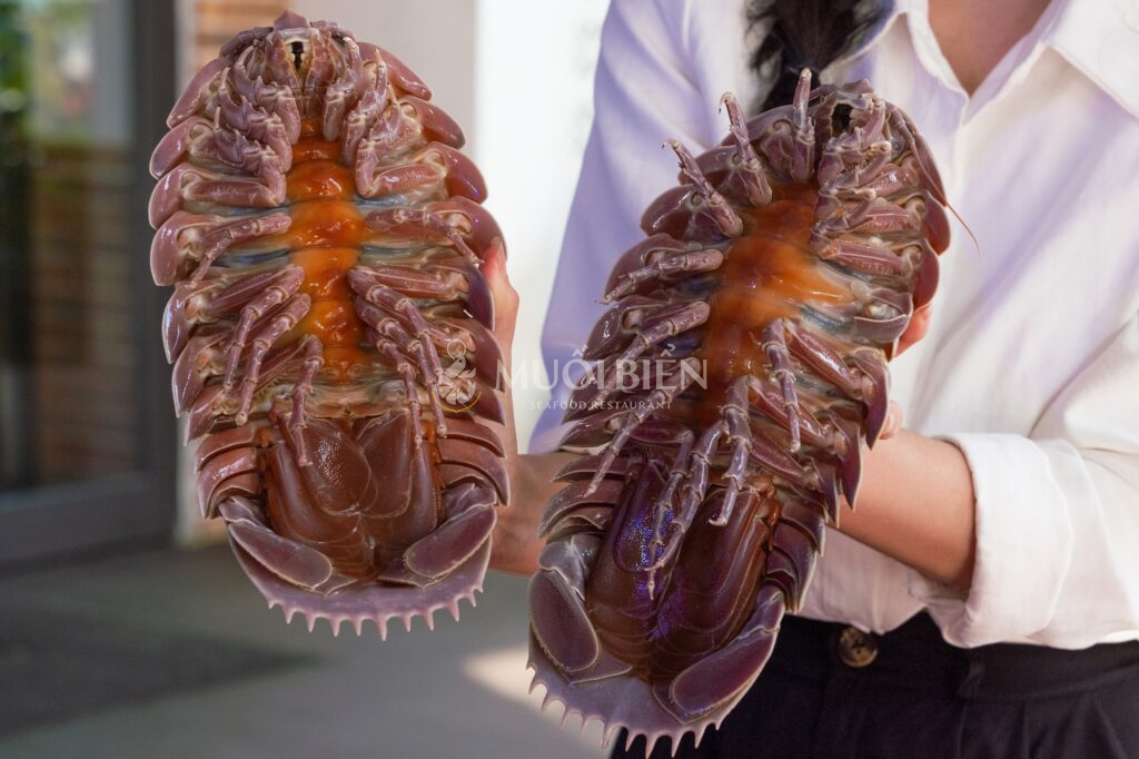 Bọ biển sống được nuôi tại bể hải sản của Muối Biển Seafood Restaurant