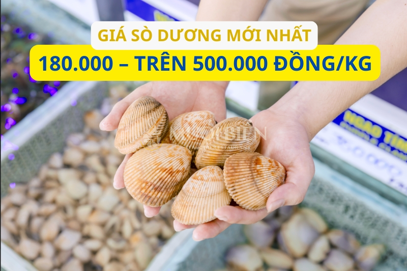 Giá sò dương bao nhiêu 1kg mới nhất
