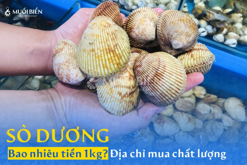 Sò dương bao nhiêu 1kg? Địa chỉ mua sò dương chất lượng 