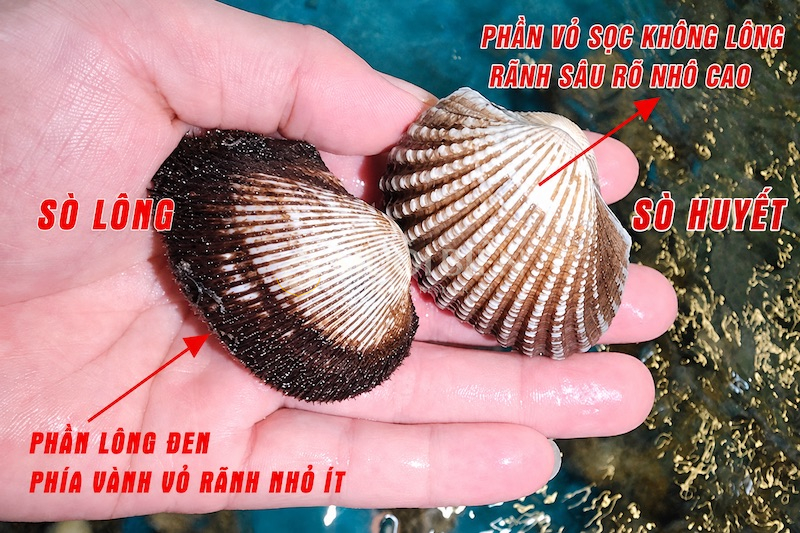 Cách phân biệt sò lông và sò huyết qua hình dáng bên ngoài