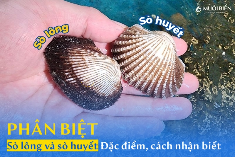 Phân biệt sò lông và sò huyết: Đặc điểm và cách nhận biết
