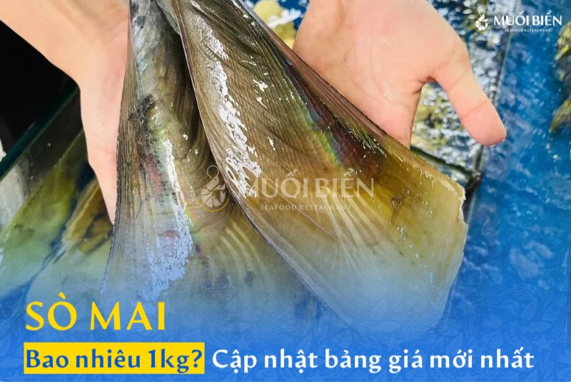 Sò mai bao nhiêu 1kg? Cập nhật bảng giá sò mai mới nhất
